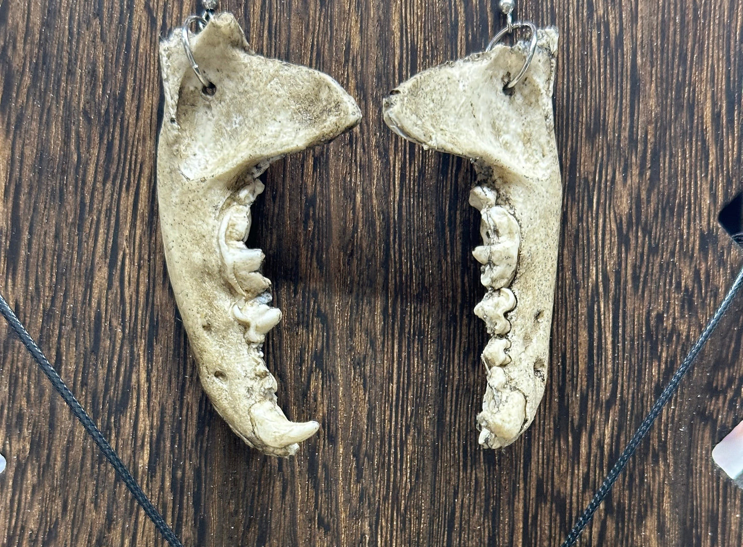 Raccoon Lower Mandible Earrings