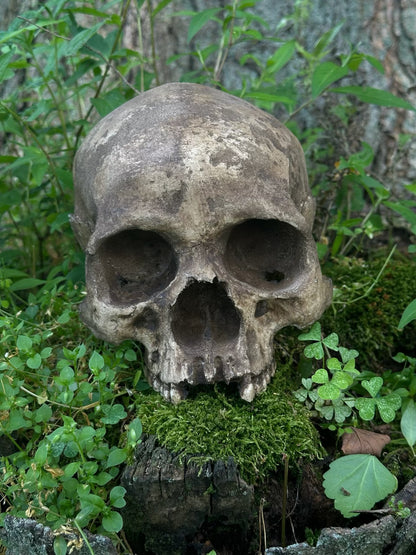 Real Skull Replica