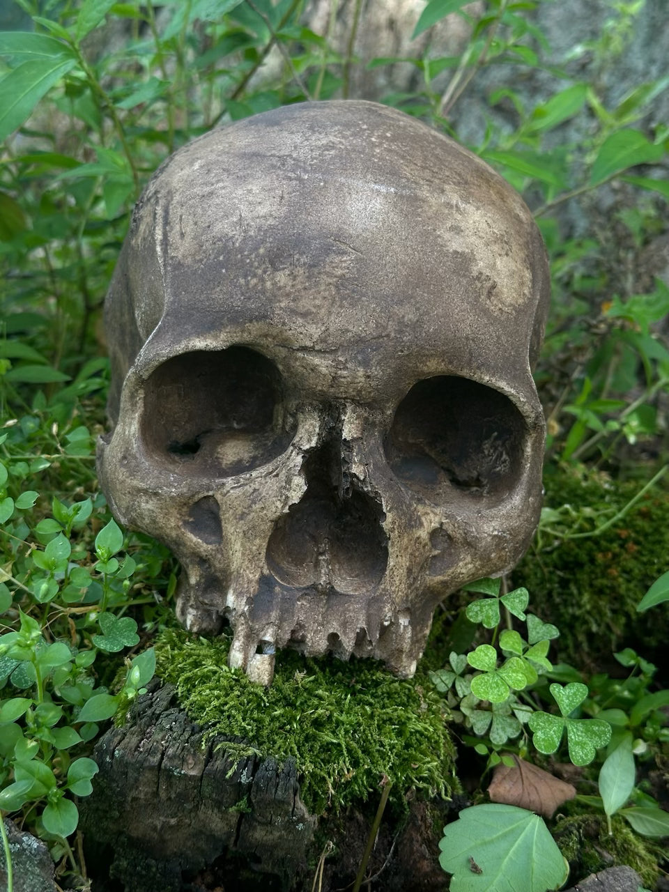 Real Skull Replica