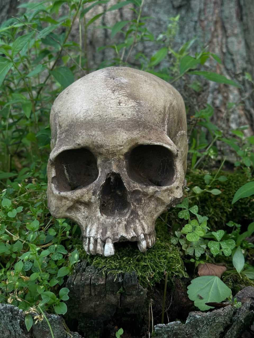 Skull Rreal Real Skull Replica – Fear Imagined LLC