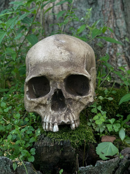 Real Skull Replica