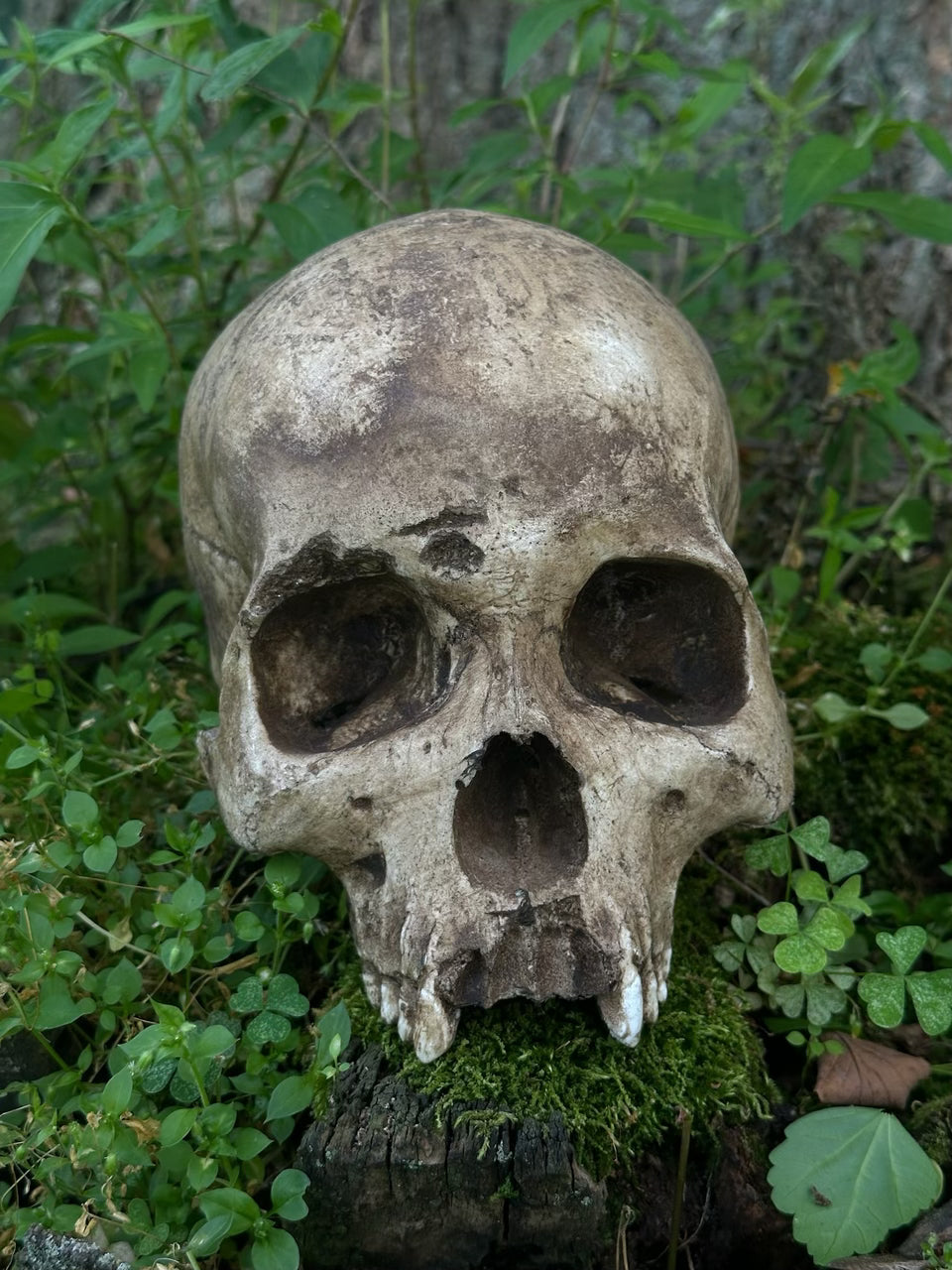 Real Skull Replica