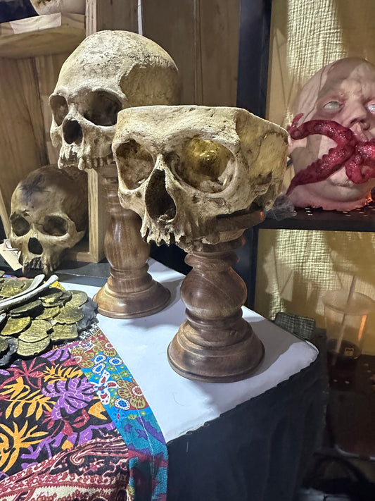 Half Skull Display