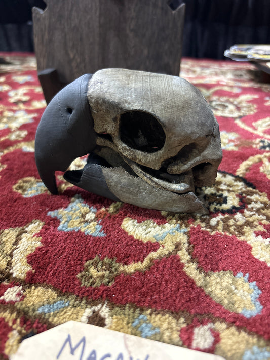 Macaw Skull Replica